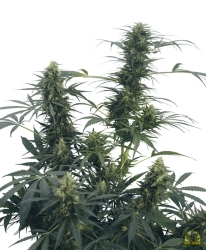 Guerrilla’s Gusto Reg. - Sensi Seeds