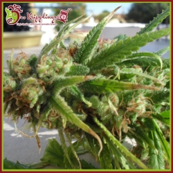 Ganj-nam Style - Dr Krippling Seeds