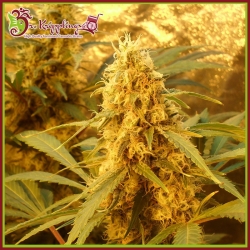 Jack Mist Tree - Dr Krippling Seeds