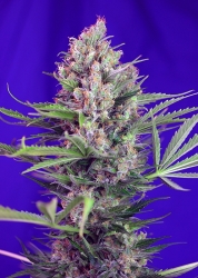 Cream Mandarine Fast Version - Sweet Seeds