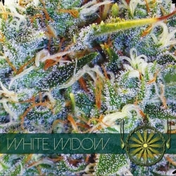 White Widow - Vision Seeds