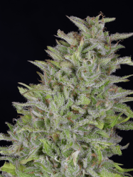 Don Wedding Cake - Don Avalanche Seeds