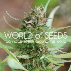 Strawberry Blue - World of Seeds