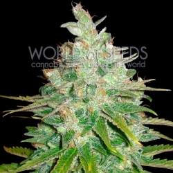 Afghan Kush x Black Domina - World of Seeds