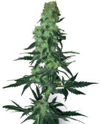 Amnesia White Reg. - White Label Seeds