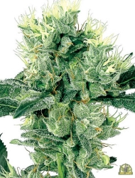 White Haze Reg. - White Label Seeds