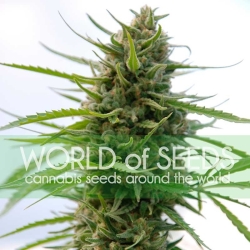 Kilimanjaro - World of Seeds