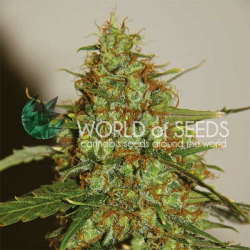 Wild Thailand Ryder Auto - World of Seeds