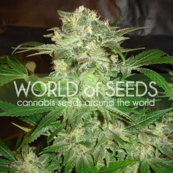 Mazar Kush - World of Seeds