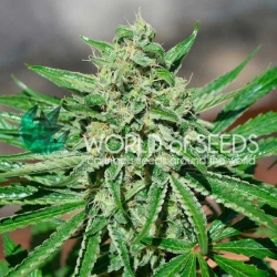 CBD Tonic - World of Seeds