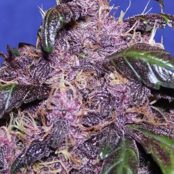 Auto Purple - Original Sensible Seeds