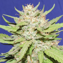 Wedding Cake - Original Sensible Seeds