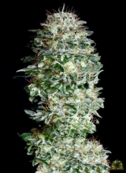 Absolute Herer - Absolute Cannabis Seeds