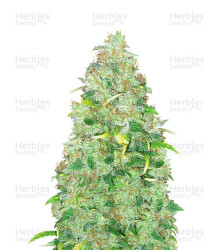 Strawberry Cake (Heavyweight Seeds) Cannabis-Samen