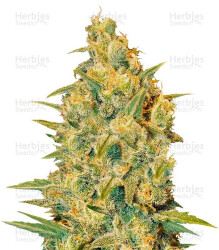 Critical Sensi Star (Delicious Seeds) Cannabis-Samen