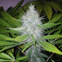 Blackberry - Nirvana Seeds