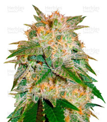 La Bella Afrodita Auto (Delicious Seeds) Cannabis-Samen