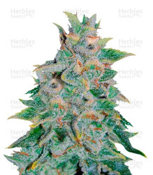 Northern Light Blue Auto (Delicious Seeds) Cannabis-Samen