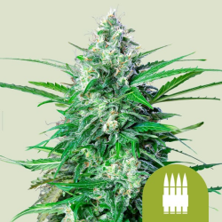 Royal AK Automatic - Royal Queen Seeds