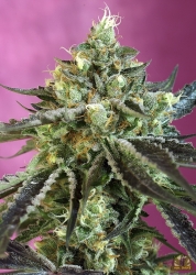 Sweet Nurse Auto CBD - Sweet Seeds