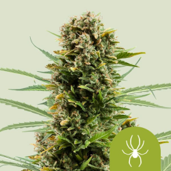 White Widow Automatic - Royal Queen Seeds