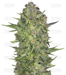 Serious Kush (Serious Seeds) Cannabis-Samen