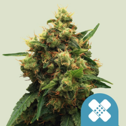 Painkiller XL - Royal Queen Seeds