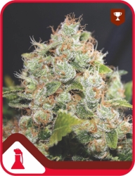 BCN Sour Diesel - Medical Seeds