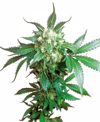 Black Domina - Sensi Seeds