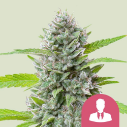 El Patron - Royal Queen Seeds