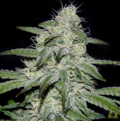 Kritikal Bilbo Cbd - Genehtik Seeds