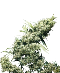 Jamaican Pearl - Sensi Seeds