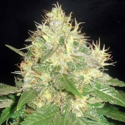 Northern Light Blue - Delicious Seeds