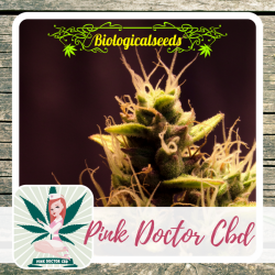 Pink Doctor CBD - Biological Seeds