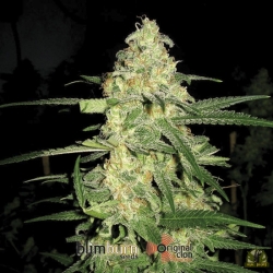 Original Clon - BlimBurn Seeds