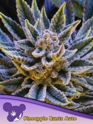 Pineapple Runtz Auto - Anesia Seeds