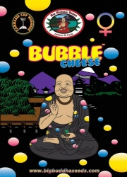 Bubble Cheese - Big Buddha Seeds