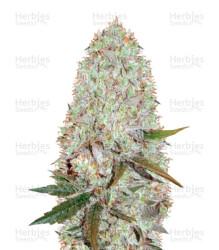 Auto Amnesia Haze (Victory Seeds) Cannabis-Samen