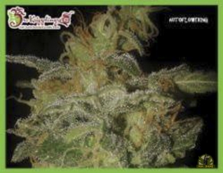 Incredible Bulk Auto - Dr Krippling Seeds