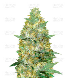 Auto Caramelino (Victory Seeds) Cannabis-Samen