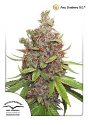 Auto Glueberry O.G. - Dutch Passion