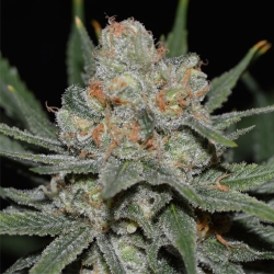 AK Auto Goxuak - Genehtik Seeds