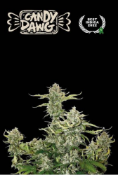 Candy Dawg Auto - Seedstockers