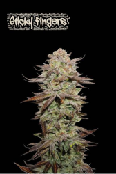 Sticky Fingers Auto - Seedstockers