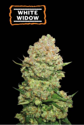 White Widow - Seedstockers