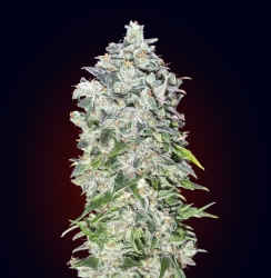 Auto 00 Kush - 00 Seeds