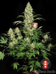 AK-47 feminisiert - Serious Seeds