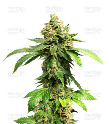 Zuri Widow (Genehtik Seeds) Cannabis-Samen