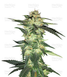 Blue Gelato 41 feminisierte Samen