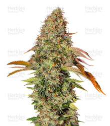 Z OG Auto (Barney's Farm) Cannabis-Samen